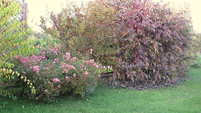 Herbst:  Der Hartriegelstrauch (Cornus)