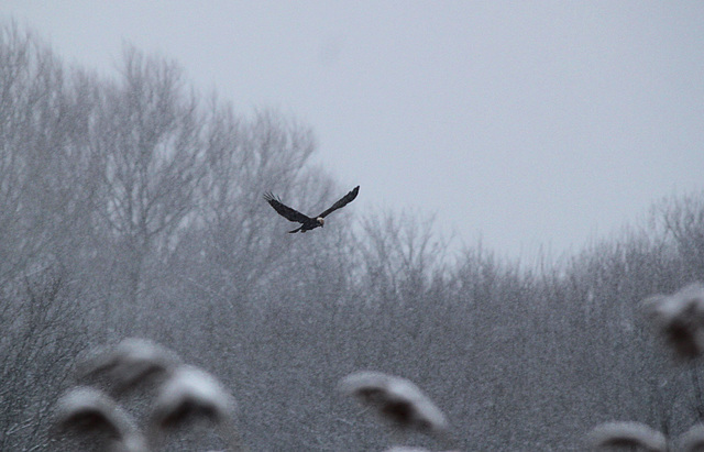 Female Marsh Harrier @ Filsham