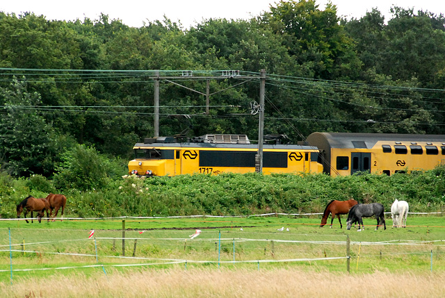 Iron horse and some real horses