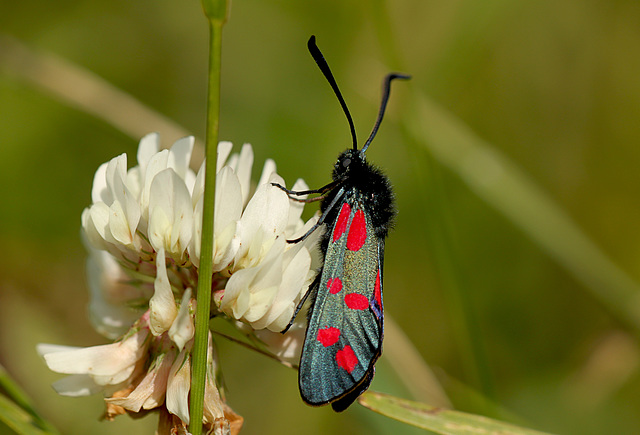 Six-spot Burnet