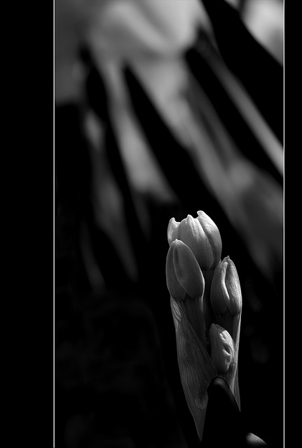 Dramatic Jonquil Buds: The 19th Flower of Spring!