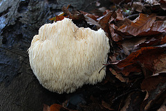 Lion's Mane