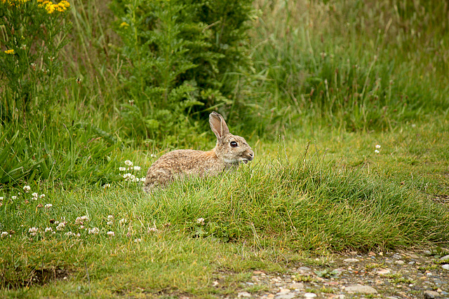 Brave Rabbit