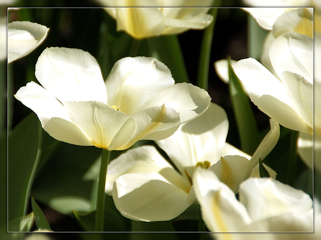 white tulip