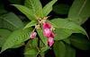 Himalayan balsam