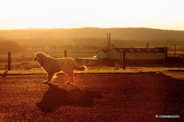 Jip at Joe's at sunset