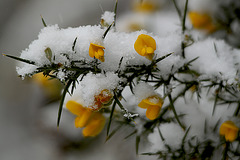 Gorse in Snow