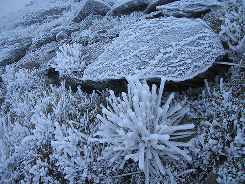 Asteris Ellenii