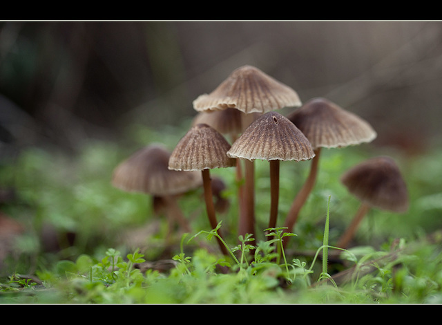 "The family is one of nature's masterpieces." ~George Santayana [Explore]