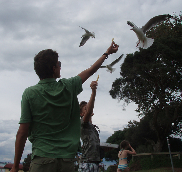 seagull offerings