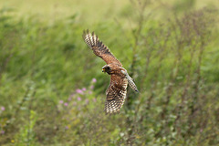 Very Wet Kestrel