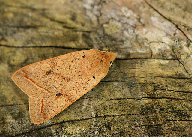 Yellow-line Quaker