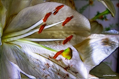 Fractalian Series - Pistils