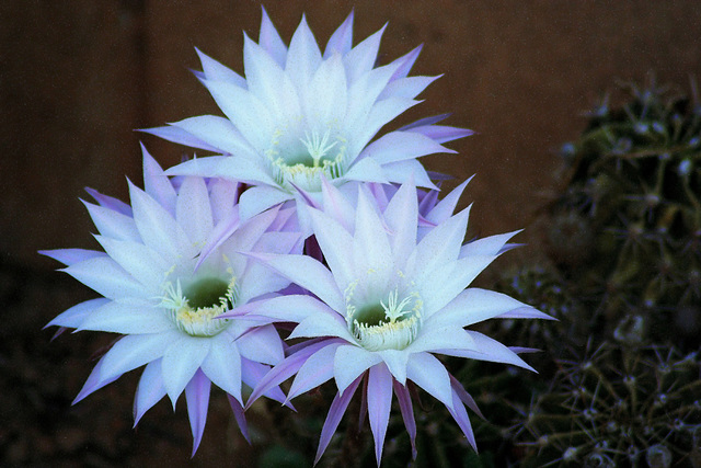 Easter Cactus