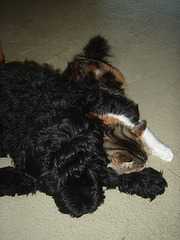 Leeloo and Fonz cuddling