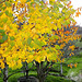 Cherry tree leaves- Autumn 5143522152 o