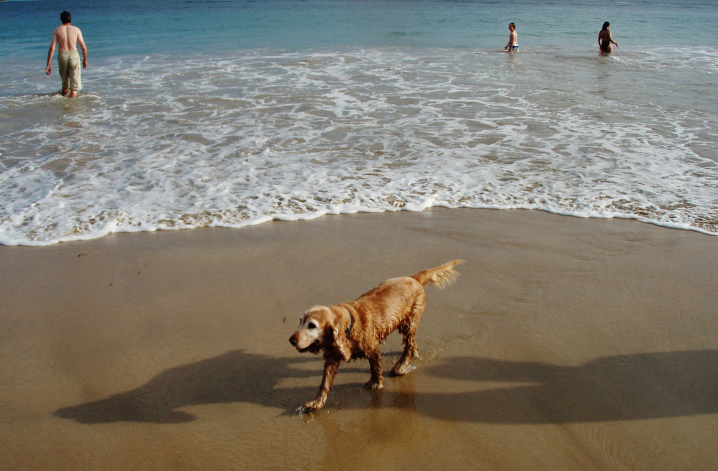 Queenscliff - on the beach