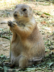 Schwarzschwanz-Präriehund  (Cynomys ludovicianus)  ©UdoSm