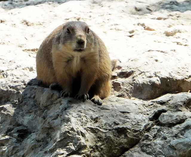 Schwarzschwanz-Präriehund  (Cynomys ludovicianus)  ©UdoSm