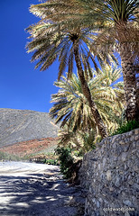 Date palm trees in Wadi Bani Auf's April sunshine