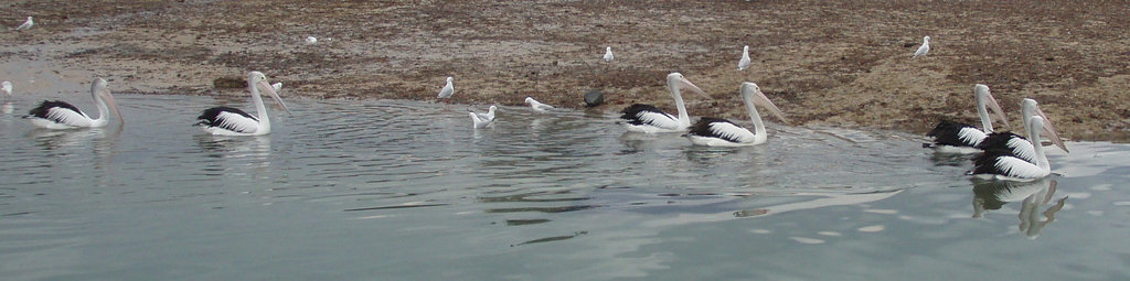 San Remo pelicans