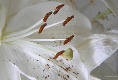 Lily pollen - macro
