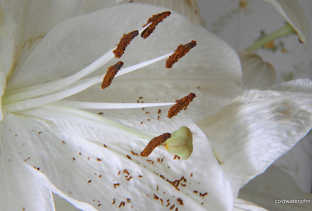 Lily pollen - macro