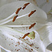 Lily pollen - macro