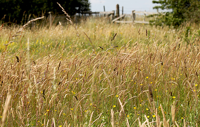 Layers of Field