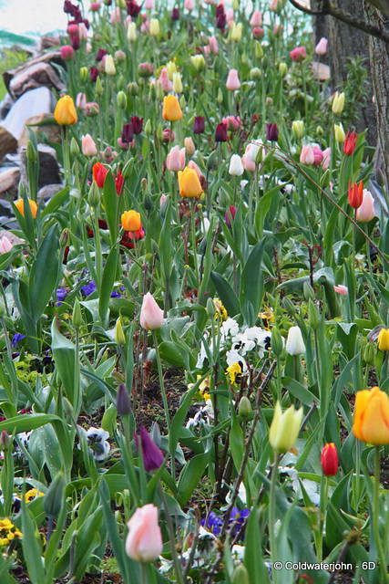 Tulips