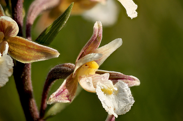 Marsh Helleborine Side