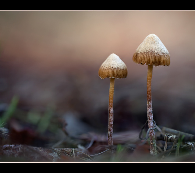 Tiki Huts and New Friends [Explore]