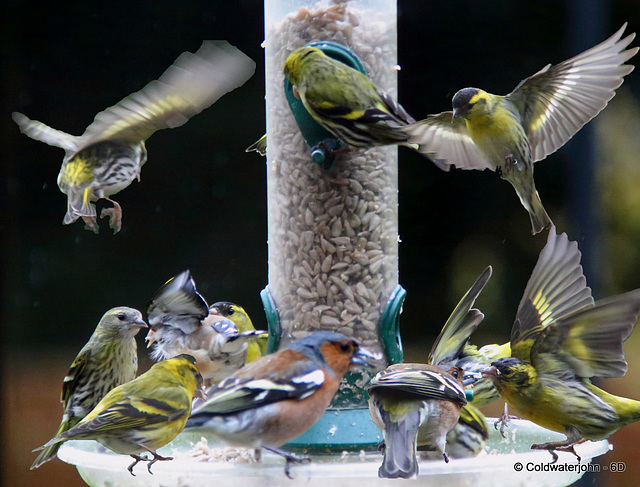 Siskins