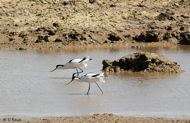 Syncronised Avocets