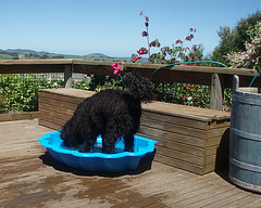 Fonzie's new pool