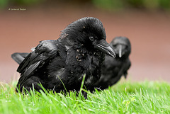 Carrion Crow (Corvus corone) (Anting #8)