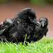 Carrion Crow (Corvus corone) (Anting #8)