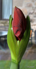 Amaryllis in growth flowering mode 4530100939 o