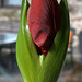 Amaryllis in growth flowering mode 4530100939 o