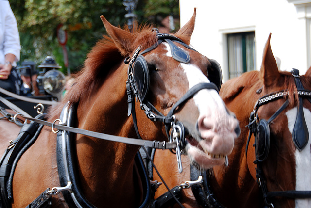 Carriages in Bloemendaal