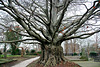 Big tree at the Green Alley Cemetery