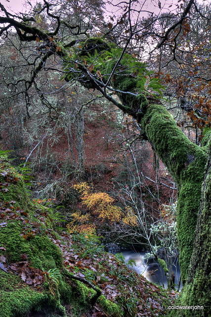 Moss and tree ferns in the Relugas woods Moss and tree ferns in the Relugas woods
