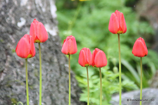 Tulips