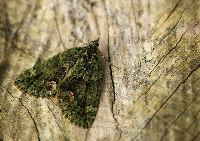 Red-green Carpet