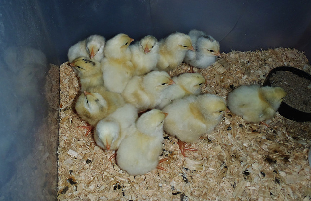 3 day old chicks