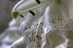 Lily Macro HDR