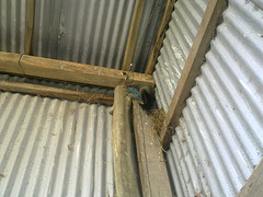 the possum in our hayshed