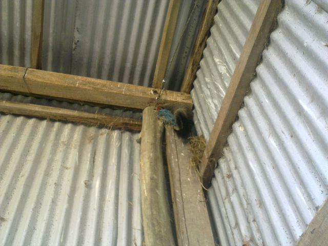the possum in our hayshed