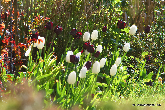 Tulips