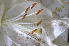 IMG 9704 2 3